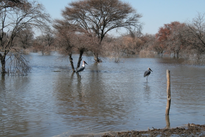 Marabou Stork (Leptoptilos crumeniferus), Lake Ngami, Botswana