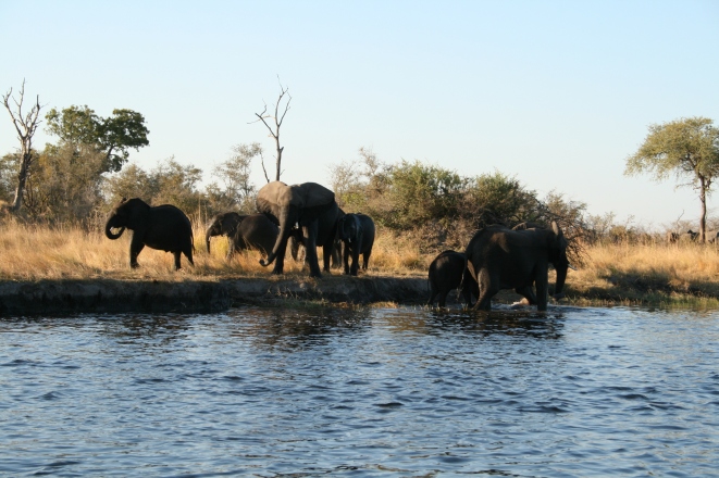 African Elephant (Loxodonta africana), Kwando River, Namibia