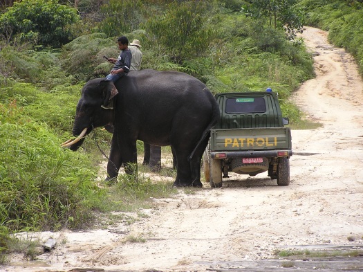Elephant flying squad and ranger patrol team, Tesso Nilo National Park, Riau, Sumatra, Indonesia. 2006