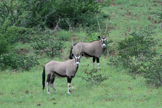 Gemsbok (Oryx gazella). Namibia. 2008