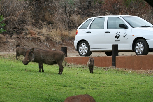 Warthogs. Pongola Nature Reserve, Kwa Zulu Natal. South Africa. 2008.