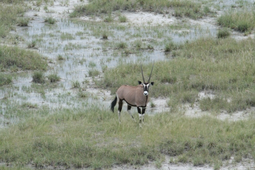 Gemsbok (Oryx gazella) in Etosha Pan, Etosha National Park, Namibia