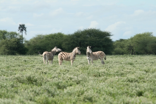 Common zebra (Equus quagga) Namibia. 