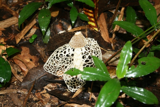 Lace mushroom, Dipikar Island, Cameroon. 