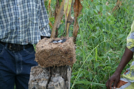 Smoldering chili pepper and elephant dung brick used to dissuade elephants from raiding crops. Mpiga Miti, Tanzania. 
