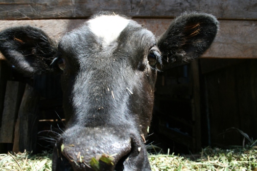 Frisian dairy calf, Chogoria, Kenya. 